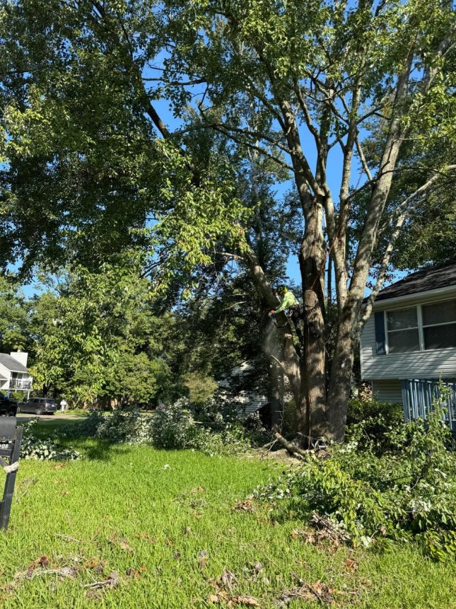 Lion Tree Service and Landscaping LLC project photo 5